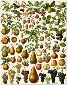 Zemědělství: Botanická tabule představující jedlé ovoce (třešeň, malina, jahoda, borůvka, broskev, meruňka, ořechy, hroznové víno, hruška, lískový ořech, fík, jablko, švestka...). Barevná litografie. od Unknown artist
