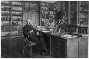 Alphonse Milne Edwards (Milne-Edwards od Unknown artist