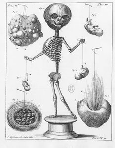 Anatomická deska představující kostru od Frederika Ruysche (1638-1731), holandského anatoma. od Unknown artist