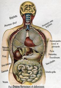 Anatomie: Hrudník a břišní orgán. (Střevo, játra, slinivka, plíce atd.) v Nové přírodní léčbě od F.E. Bilze.1898. od Unknown artist