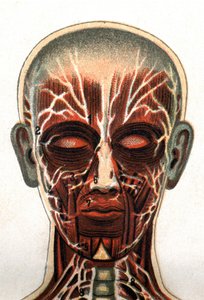 Anatomie: příčný řez lidskou lebkou, řez při pohledu zepředu představující svalový systém. „Nový přírodní lék“ od F.E. Bilze.1898. od Unknown artist
