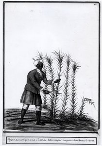Antily, domácí negr řezání cukrové třtiny. od Unknown artist
