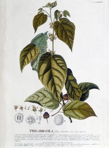 Čajovník Arbroma - botanická deska od Unknown artist