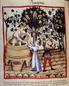 Podzimní reprezentace: sklizeň. Sběr hroznů. Osvětlení z dojení medicíny a dietetiky „“Tacuinum sanitatis““ od Unknown artist