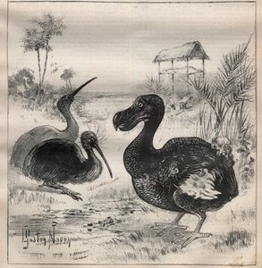 Ptáci, kteří mizí: dodo (nebo dronte) a apteryx (nebo kiwi kiwi) - rytina "" La Science francaise"" od Unknown artist
