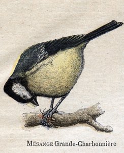 Ptáci užiteční pro zemědělství: Big Chickadee - Coal od Unknown artist