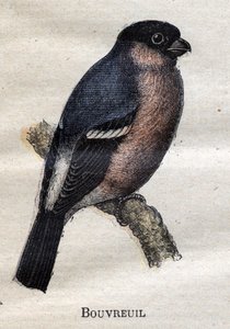 Ptáci užiteční pro zemědělství: Bouvreuil od Unknown artist