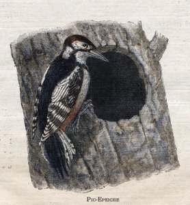 Ptáci užiteční pro zemědělství: datel od Unknown artist