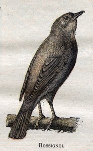 Ptáci užiteční v zemědělství: Slavík obecný od Unknown artist