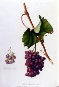 Černé hrozny. 19. století rytina. od Unknown artist