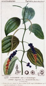 Pokrm z černého nebo aromatického pepře - botanická deska. 19. století. od Unknown artist