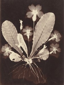 Botanický fotogram od Unknown Artist