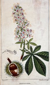 Botanická tabule - Květiny, listy a plody kaštanu od Unknown artist