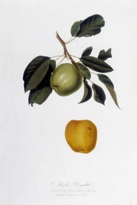 Botanická deska: Apple reinette (Mela Renetta). od Unknown artist