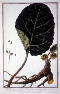 Botanická deska: List a kořeny rebarbory. Herbář z 19. století. od Unknown artist