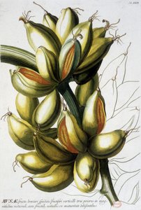 Botanická deska: banány. n.d. 19. století. od Unknown artist