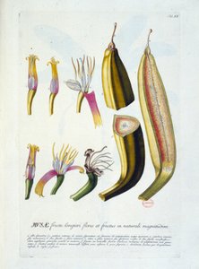 Botanická deska: krájení květin a banánů. n.d. 19. století. od Unknown artist