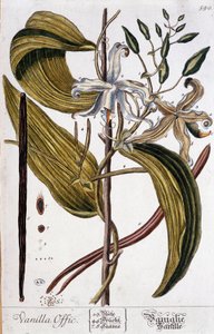 Botanická deska vanilky (vanilla offic) - 19. století od Unknown artist
