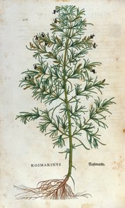 Botanická deska: rozmarýn (rosmarinus). Herbář Lheonarda Fuchse, „“ Historia Stirpium“, Bale od Unknown artist