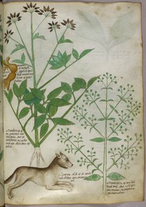 Botanická ilustrace rostliny a vlka. od Unknown artist