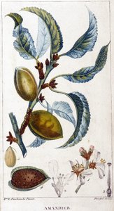 Větev, květ a plod mandloně - botanická deska od Unknown artist