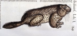 Castor - v "Historie zvířat" od Conrada Gesnera (1516 - 1565), Tiguri od Unknown artist