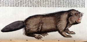 Castor - v "Historie zvířat" od Conrada Gesnera, Tiguri od Unknown artist