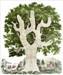 Chronologický graf amerických dějin věnovaný obyvatelům Spojených států vydavatelem. Rytina v. 1881. od Unknown artist