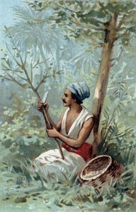 Skořicová kůra na Cejlonu. Chromolitografie konce 19. století. od Unknown artist