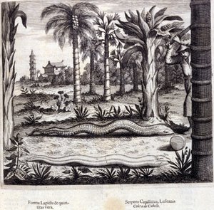 Kobra a jedovatý had z Indie. „De China Monumenta“ od Athanasius Kircher (1601 - 1680), jezuita, orientalista a germanista, Amsterdam 1667. od Unknown artist