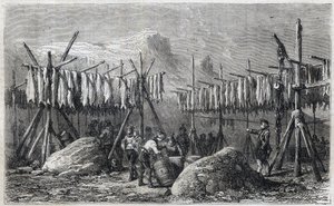 Sušení tresky ve Fiskerness v Grónsku - Sušení tresky ve Fiskerness v Grónsku Rytina z „“The Illustrous Universe““ 1866 od Unknown artist