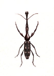Coleoptera: Brenthus Temminchii od Unknown artist