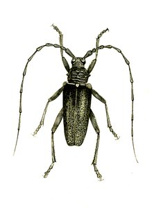 Coleoptera: Cerambyx hrdinové od Unknown artist
