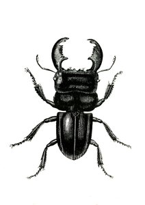 Coleoptera: Odontolarius giganteus od Unknown artist