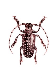Coleoptera: Ophoptera Tollii od Unknown artist
