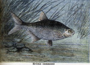 Common Breme. Rytina z roku 1897 od Unknown artist