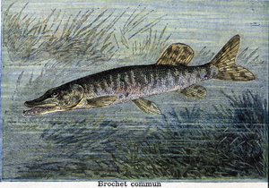 Štika obecná. Rytina z roku 1897 od Unknown artist
