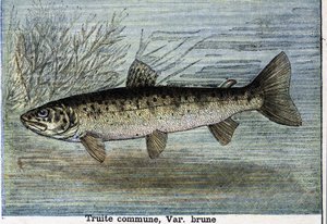 Pstruh obecný. Rytina z roku 1897 od Unknown artist