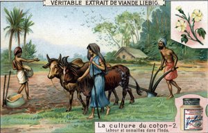 Pěstování bavlny: orba a setí v Indii. Chromolitografie, Liebigův snímek. od Unknown artist