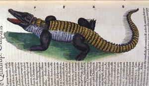 Krokodýl. v Historia Animalium od Conrada Gesnera (1516 - 1565), Tiguri od Unknown artist