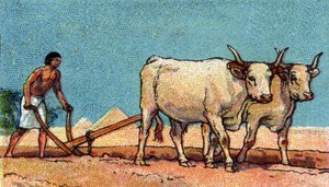 Každodenní život ve starém Egyptě: rolník při orbě, začátek 20. století (chromo) od Unknown Artist