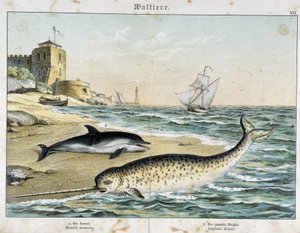 Dauphin a Narwhal (nebo Narwhal), kytovec - v “”Přírodě savců””, ed. Schreiber od Unknown artist