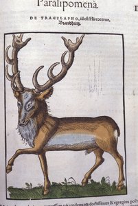 Jelen po Historia animalium od Konrada Gesnera, Tiguri od Unknown artist