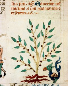 Popis fantastického stromu a zvířete. Miniatura převzatá z provensálského rukopisu typu „“Dis des philosophes““ (MS Palat. 586) Biblioteca Nazionale Florence ze 14. století od Unknown artist