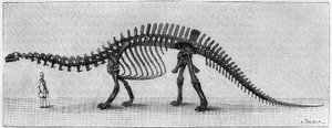 Dinosauří kostra: "" Brontosaurus excelsus ", březen. Svrchní jura Skalistých hor. Reprodukce kresby sdělená panem Marchem Albertu Gaudrymu z Institutu. Gravírování v „“ La Nature: revue des sciences et de leurs applications aux od Unknown artist