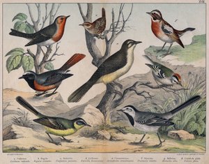 Diverses illustration of birds "History" natural birds". ed. Hoepli, Milan od Unknown Artist