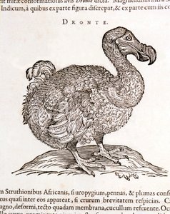 Dodo nebo Dronte. Bird zmizel - v "O přírodních i lékařských záležitostech v Indii" od Williama Piso, Amsterdam od Unknown artist