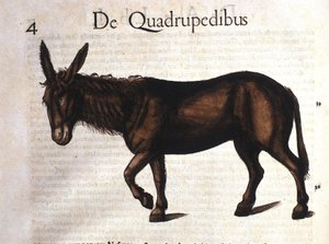 Oslík z Historia Animalium od Conrada Gesnera, Tiguri 1560 od Unknown artist