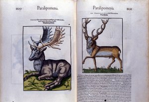 Dvoustrana jelenů v Historia Animalium od Conrada Gesnera (1516 - 1565), Tiguri od Unknown artist
