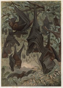 Kalaň egyptský nebo egyptská rouseta (Rousettus aegyptiacus) - rytina z „“Brehmova života zvířat”” od Alfreda Edmunda Brehma (1829-1884) od Unknown artist
